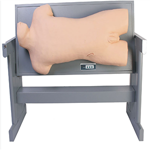 Comprehensive Centesis and Percussion Examination Skills Training Manikin